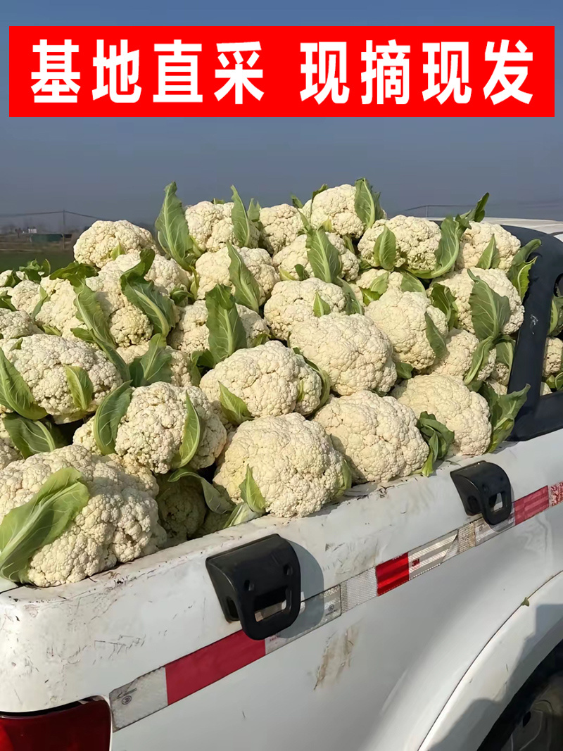 【精选】花菜青梗白面散花菜松花菜千亩基地直发