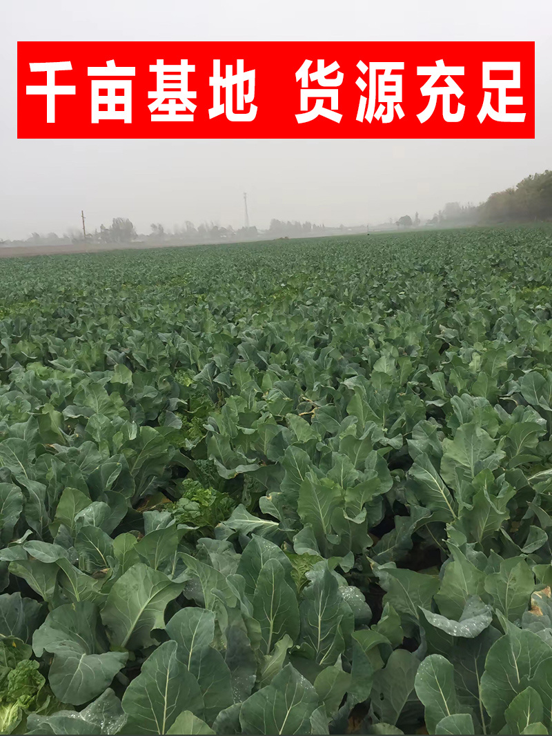 【精选】花菜青梗白面散花菜松花菜千亩基地直发