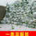 【精选】花菜青梗白面散花菜松花菜千亩基地直发