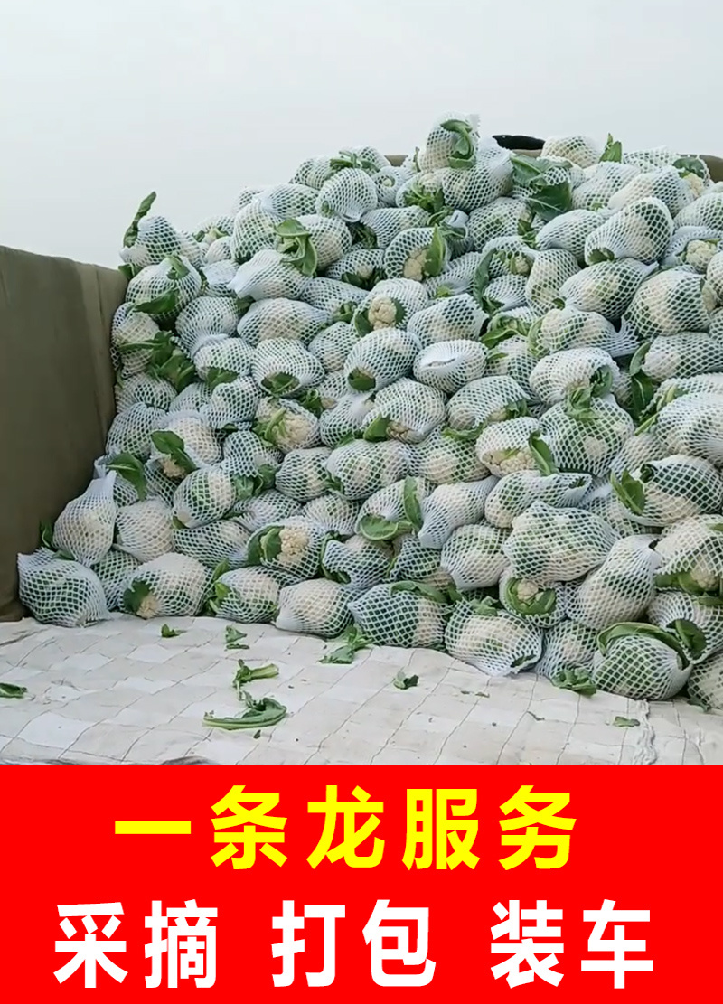 【精选】花菜青梗白面散花菜松花菜千亩基地直发