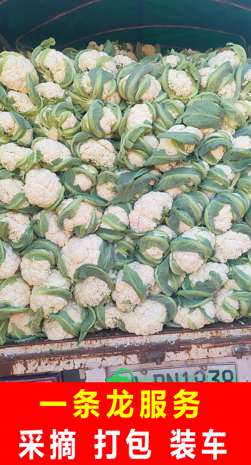 【精选】花菜青梗白面散花菜松花菜千亩基地直发