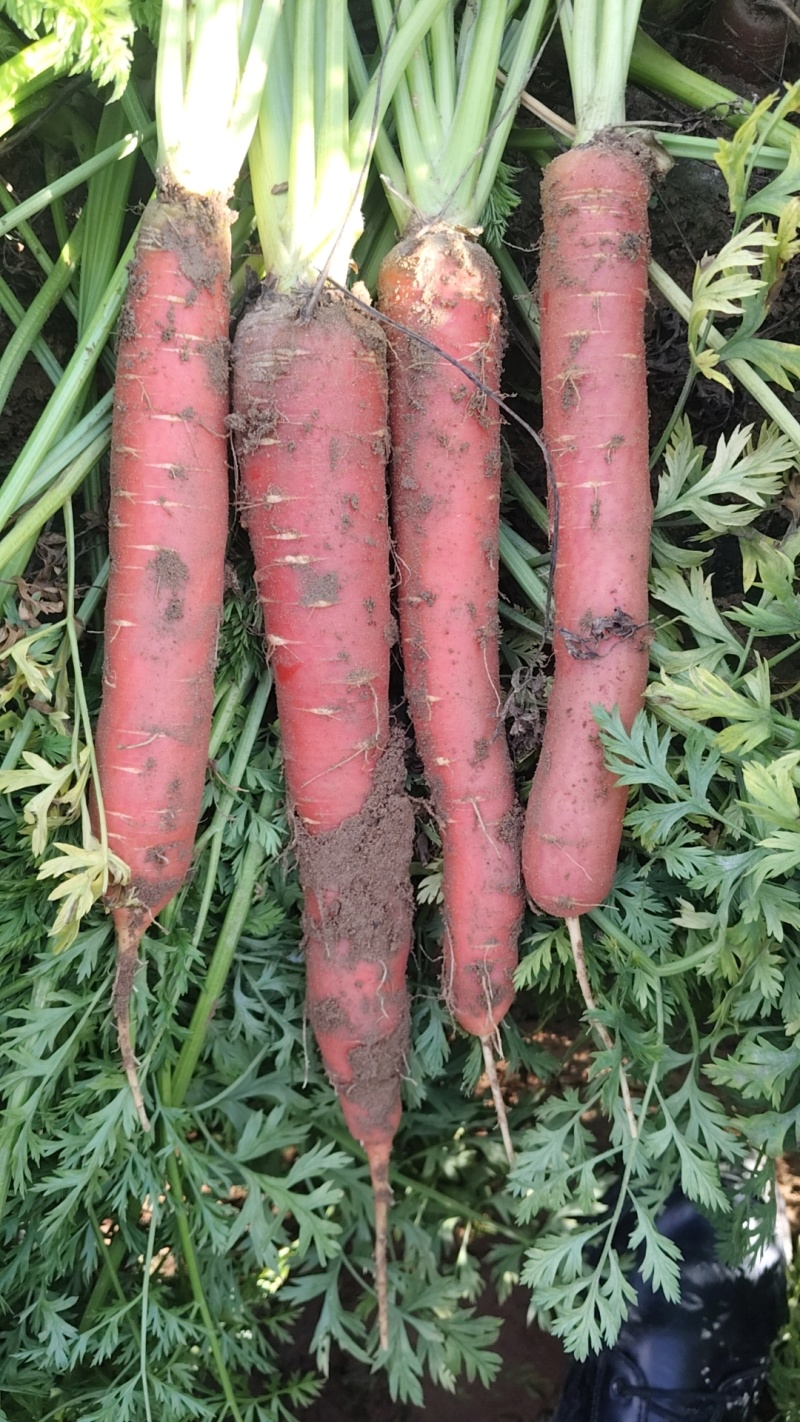 陕西大荔水果称杆红萝卜有现货，自产自销品质有保证