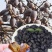 黑枣君迁子沂蒙山大山深处纯野生无核黑枣