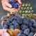 黑枣君迁子沂蒙山大山深处纯野生无核黑枣
