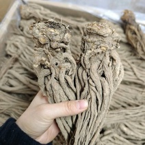 岷县当归中药材甘肃当归当归片干货当归个当归片批发