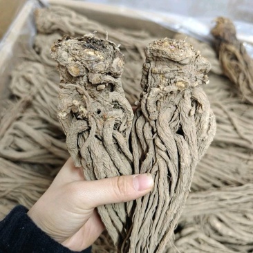 岷县当归中药材甘肃当归当归片干货当归个当归片批发
