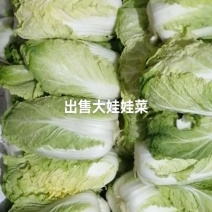 50亩大娃娃菜