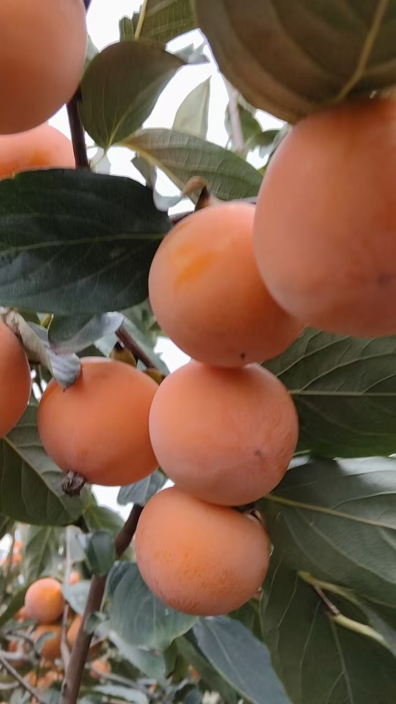 火葫芦柿子大量供应产地发货量大从优质量保证欢迎咨询