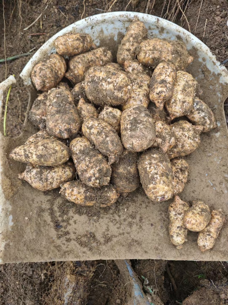 昭通小草呗天麻2000多米的海拨产地大山里的种植基地