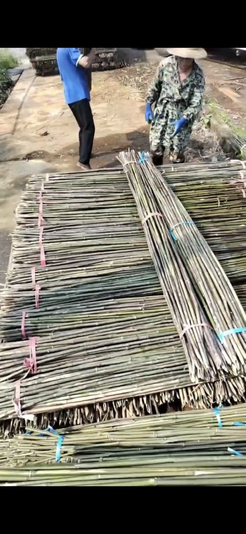 小竹子竹竿山竹菜架竹竿插旗彩旗豆角黄瓜爬藤架