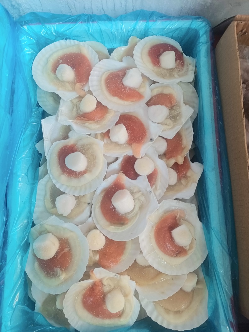 夏夷扇贝，原汁贝，吊笼贝，原汁贝，精品大贝