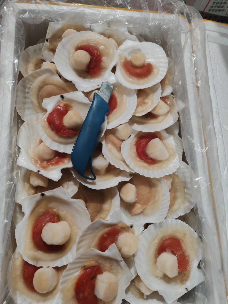 夏夷扇贝，原汁贝，吊笼贝，原汁贝，精品大贝
