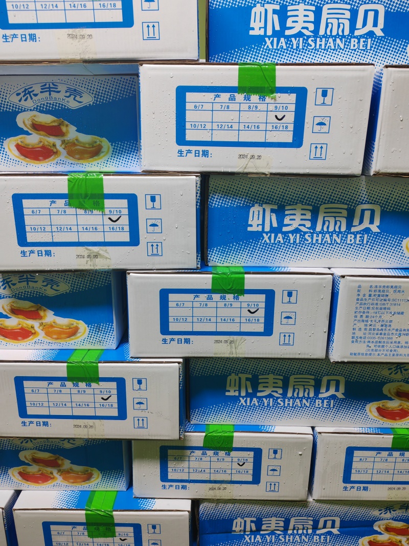 夏夷扇贝，原汁贝，吊笼贝，原汁贝，精品大贝