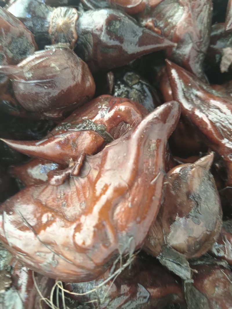 青菱红菱脱皮有货可以做种子，需要的老板联系我。