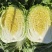 矮颗黄心大白菜，新鲜白菜叶片绿，根白、适合商超