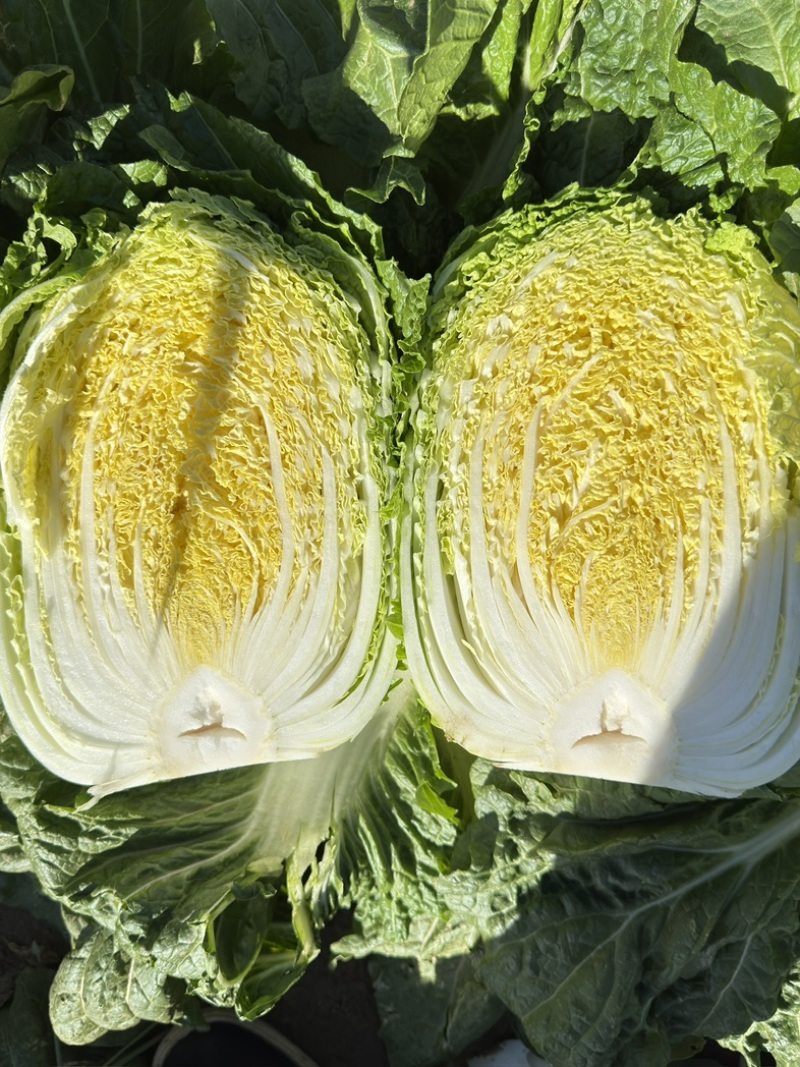 矮颗黄心大白菜，新鲜白菜叶片绿，根白、适合商超