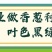 四季香葱分多多