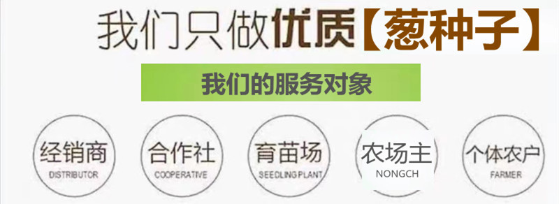 四季香葱分多多