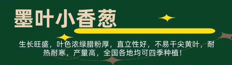 四季香葱分多多