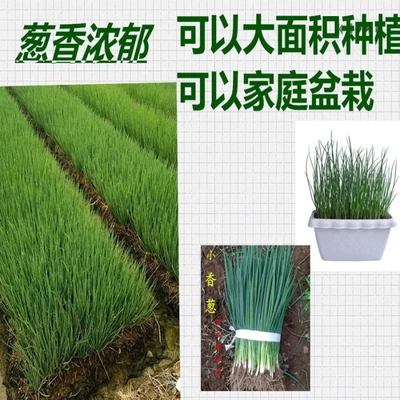 四季香葱分多多
