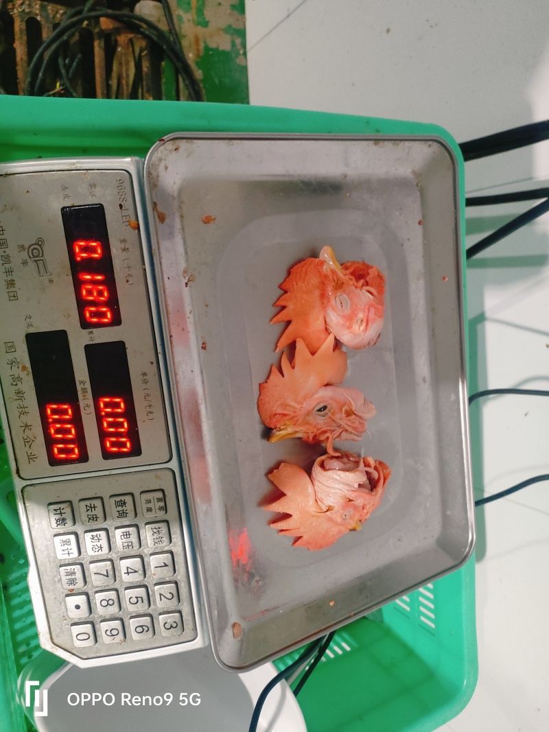 大冠公鸡头