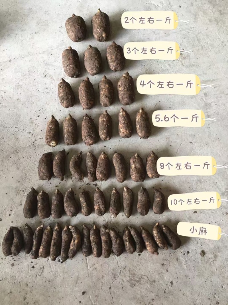 昭通小草坝天麻2000多米的海拔产地直发