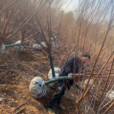 李子树清地处理，价格实惠量大从优欢迎来电