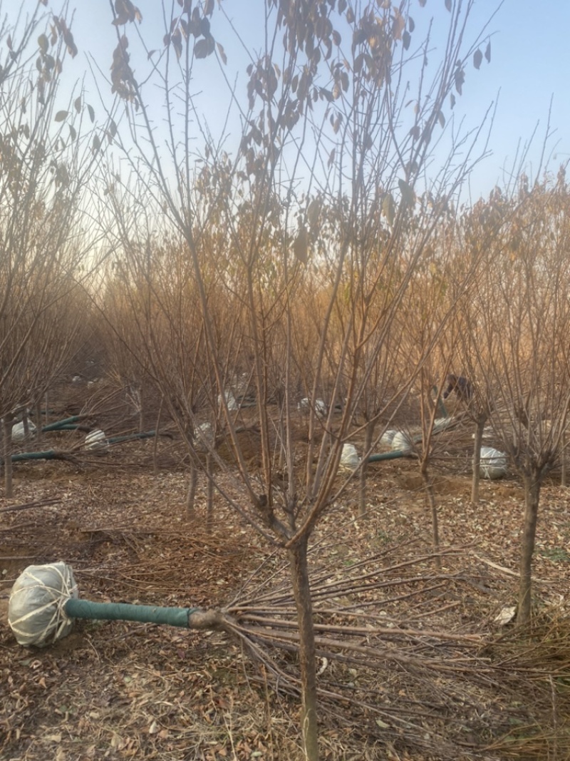 李子树清地处理，价格实惠量大从优欢迎来电