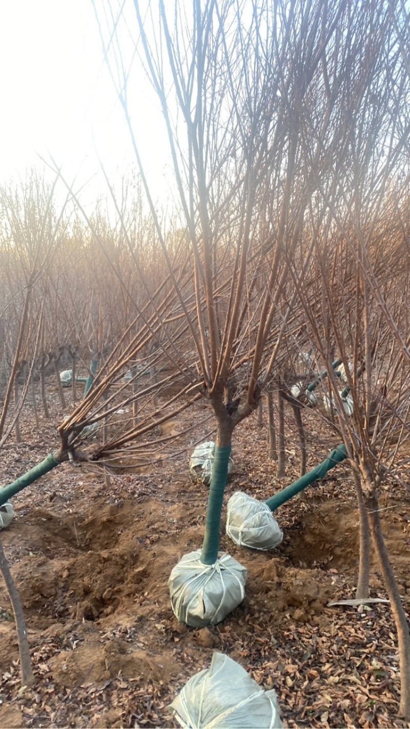 李子树清地处理，价格实惠量大从优欢迎来电