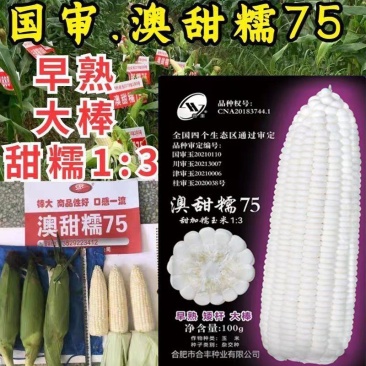 澳甜糯75白糯玉米种子早熟大棒甜加糯春秋白糯粘玉米苞米种