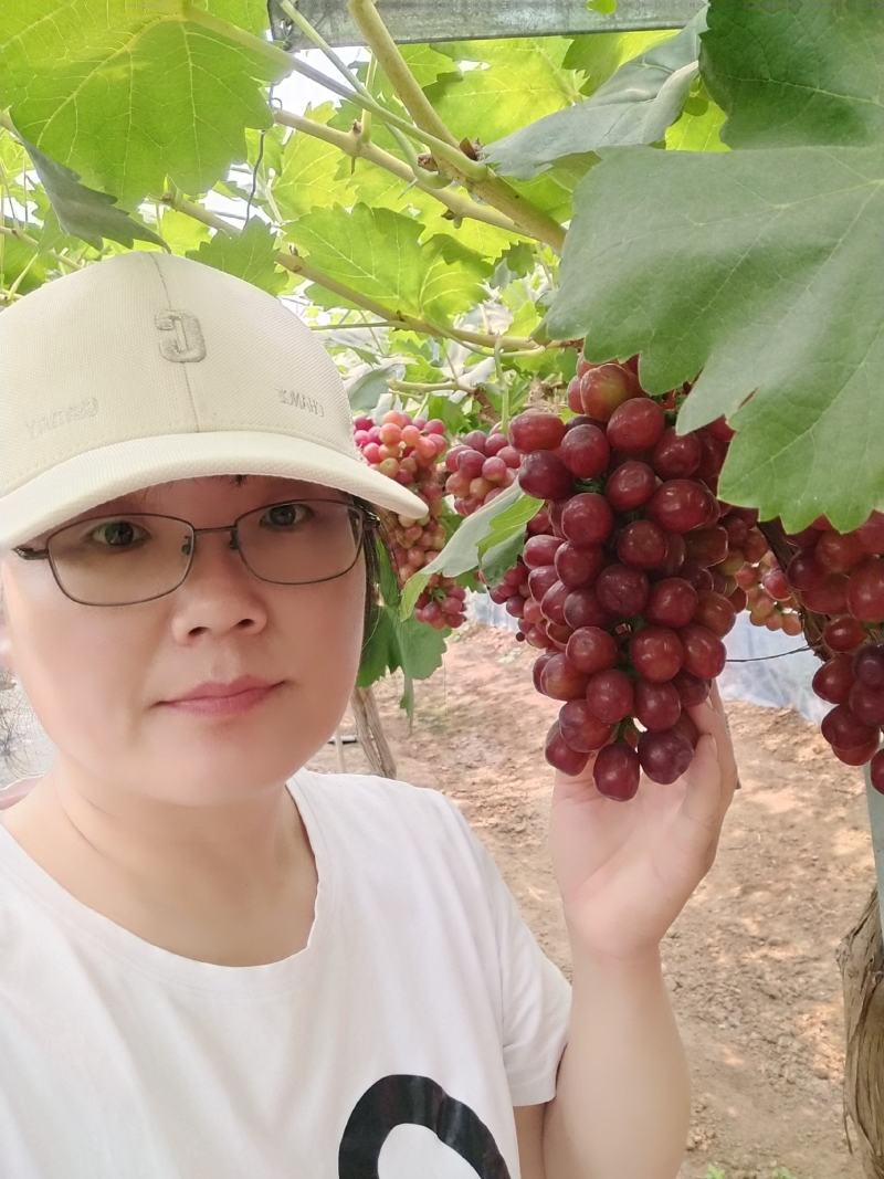 红玫香葡萄苗，车厘子葡萄特早熟香甜，浓玫瑰香型，基地直发