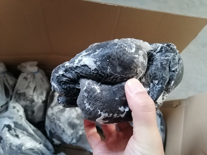 乌鸡（规格齐全）