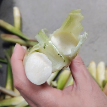 茭白