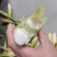 茭白