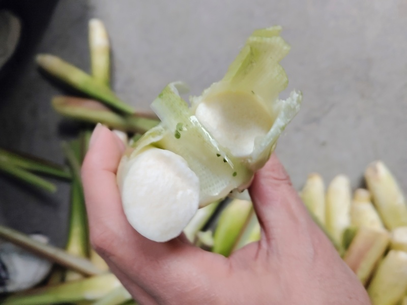 茭白