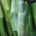 茭白