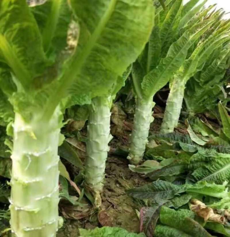 莴笋安徽红莴笋红叶莴苣货源稳定无花无空心代发全国