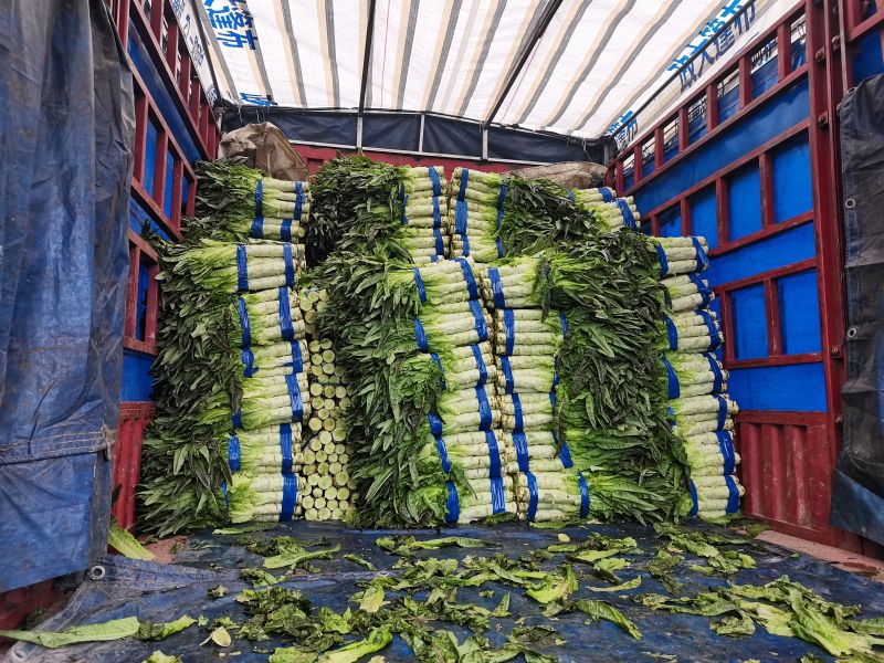 莴笋安徽红莴笋红叶莴苣货源稳定无花无空心代发全国