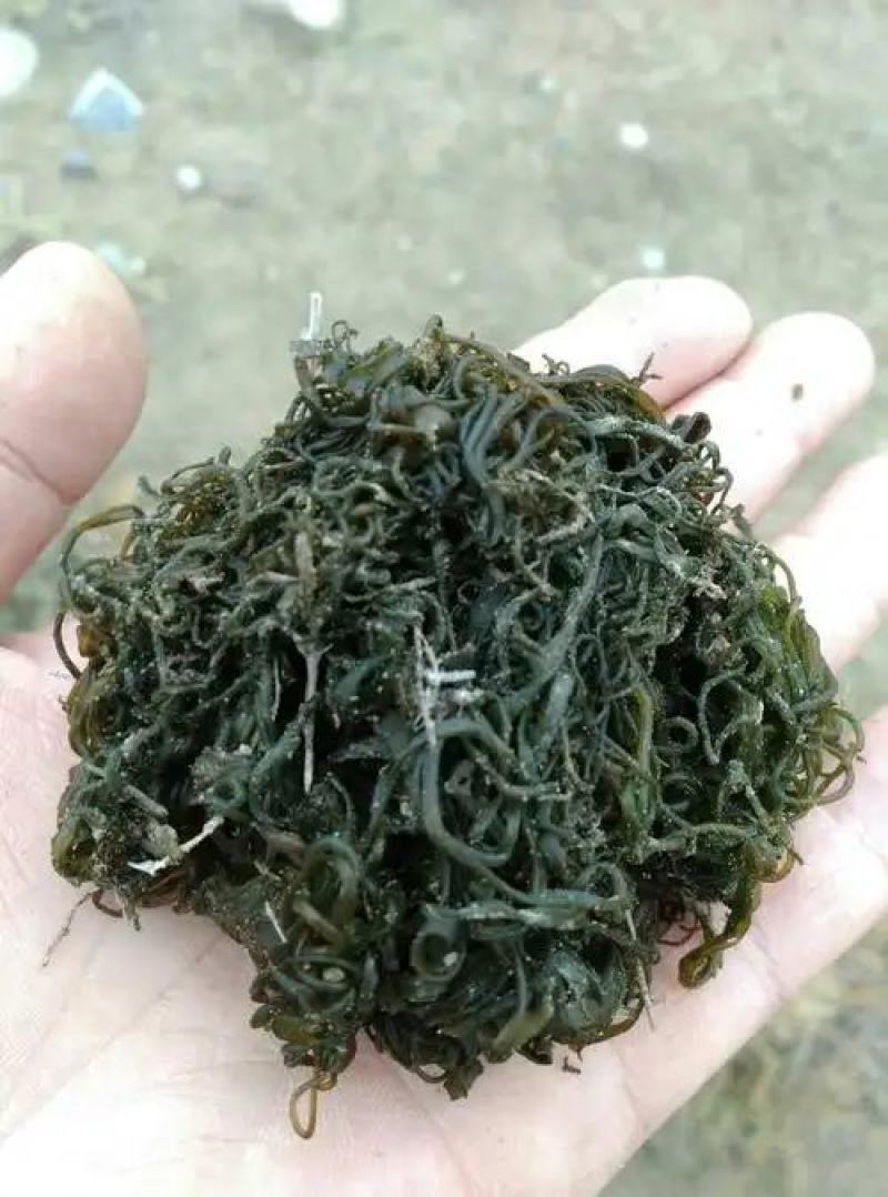 头发菜，发菜，优质品质，产地直销，干货，质量优质