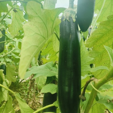 【优选】紫长茄，无籽。大量供应，欢迎联系！