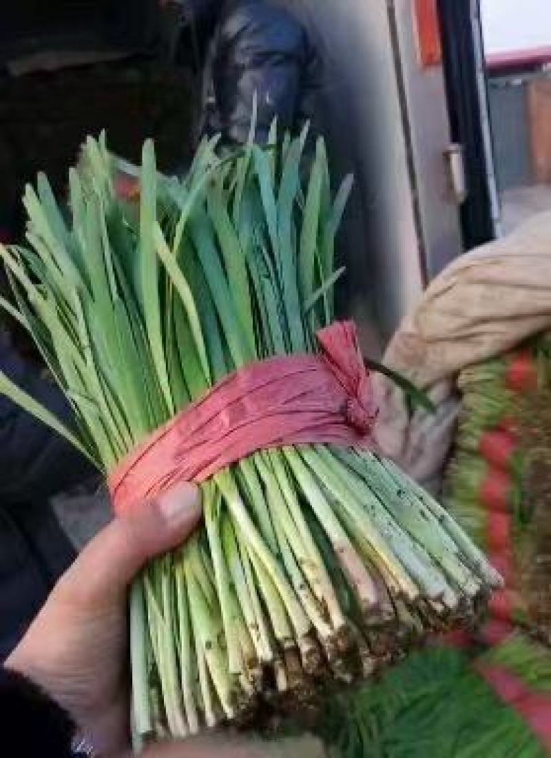 精品韭菜大量上市产地直发对接全国市场商超品质保证