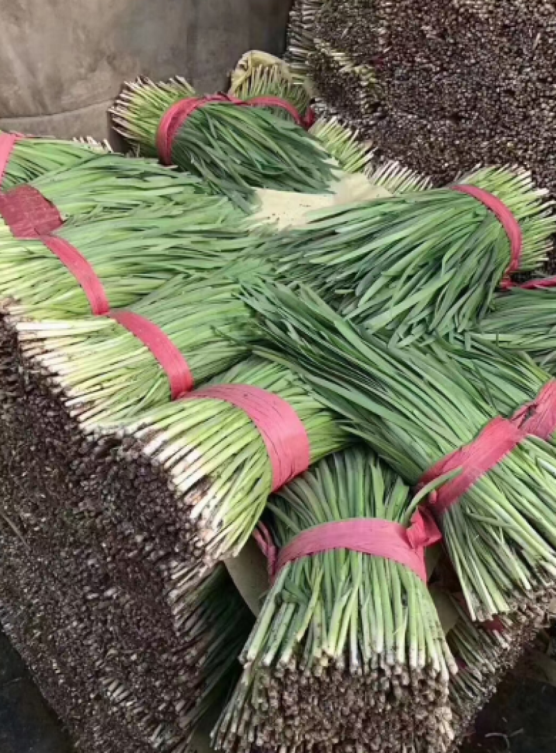 精品韭菜大量上市产地直发对接全国市场商超品质保证