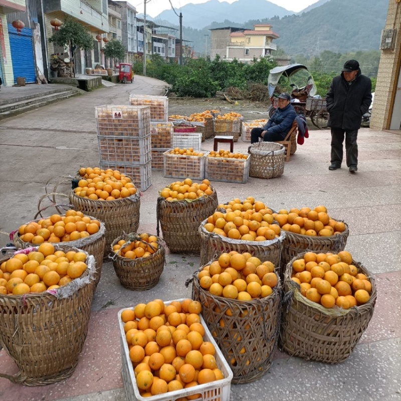 开州柏贝橙子大量供应，对接全国电商市场可视频看货