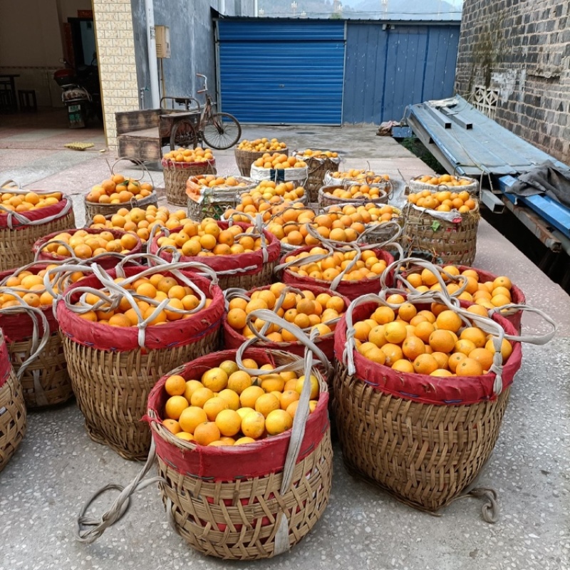 开州柏贝橙子大量供应，对接全国电商市场可视频看货