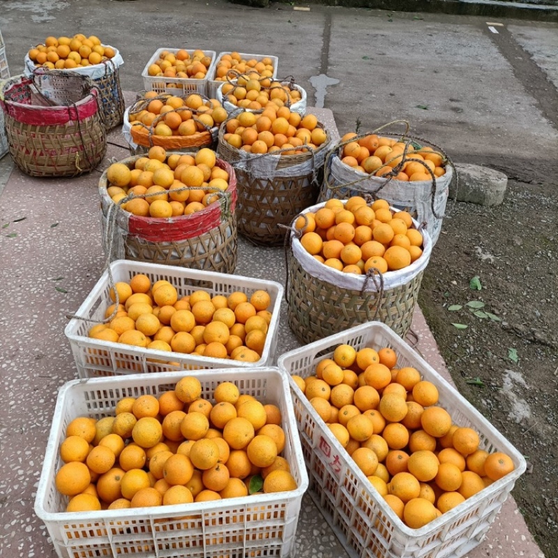 开州柏贝橙子大量供应，对接全国电商市场可视频看货