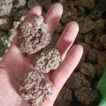 猴脑菌核桃菌产地大量供货四季供货泡发率达到十五六斤