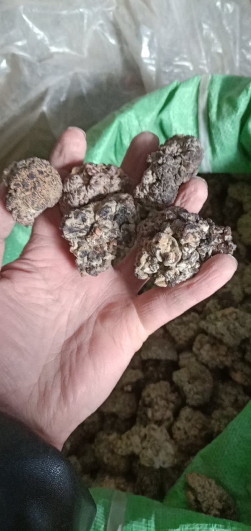 猴脑菌核桃菌产地大量供货四季供货泡发率达到十五六斤