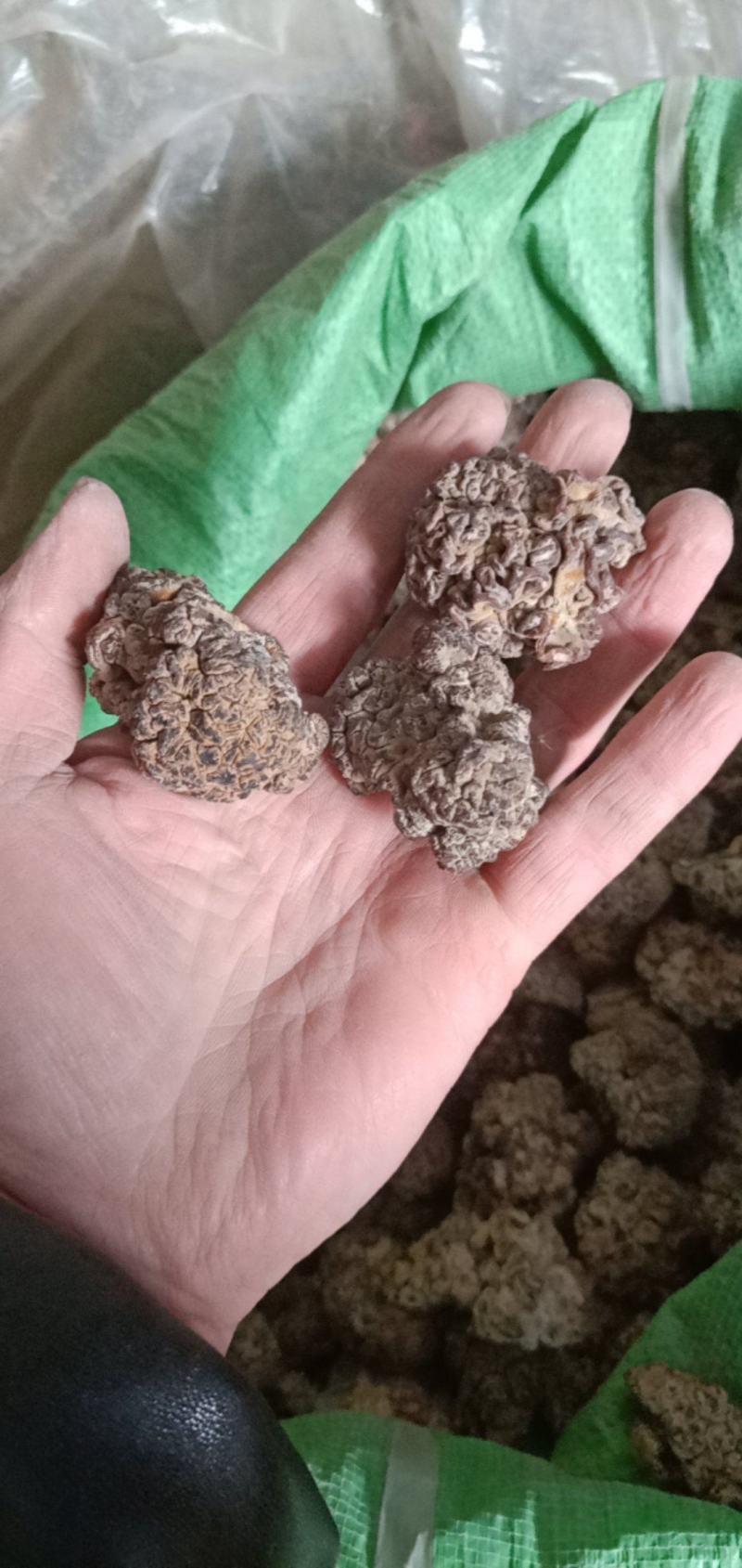 猴脑菌核桃菌产地大量供货四季供货泡发率达到十五六斤