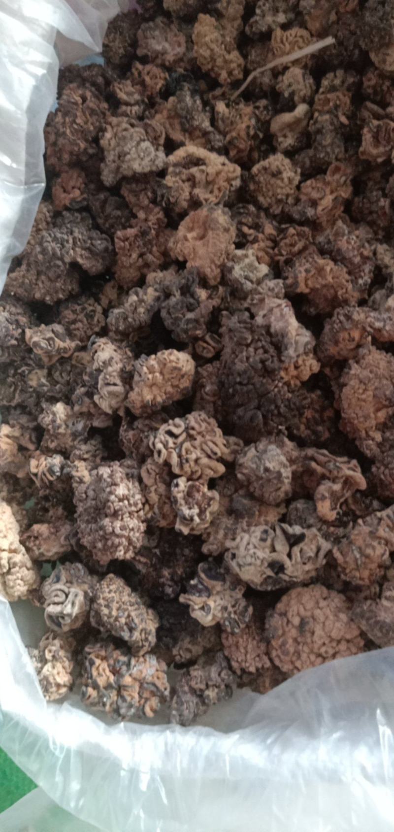 猴脑菌核桃菌产地大量供货四季供货泡发率达到十五六斤