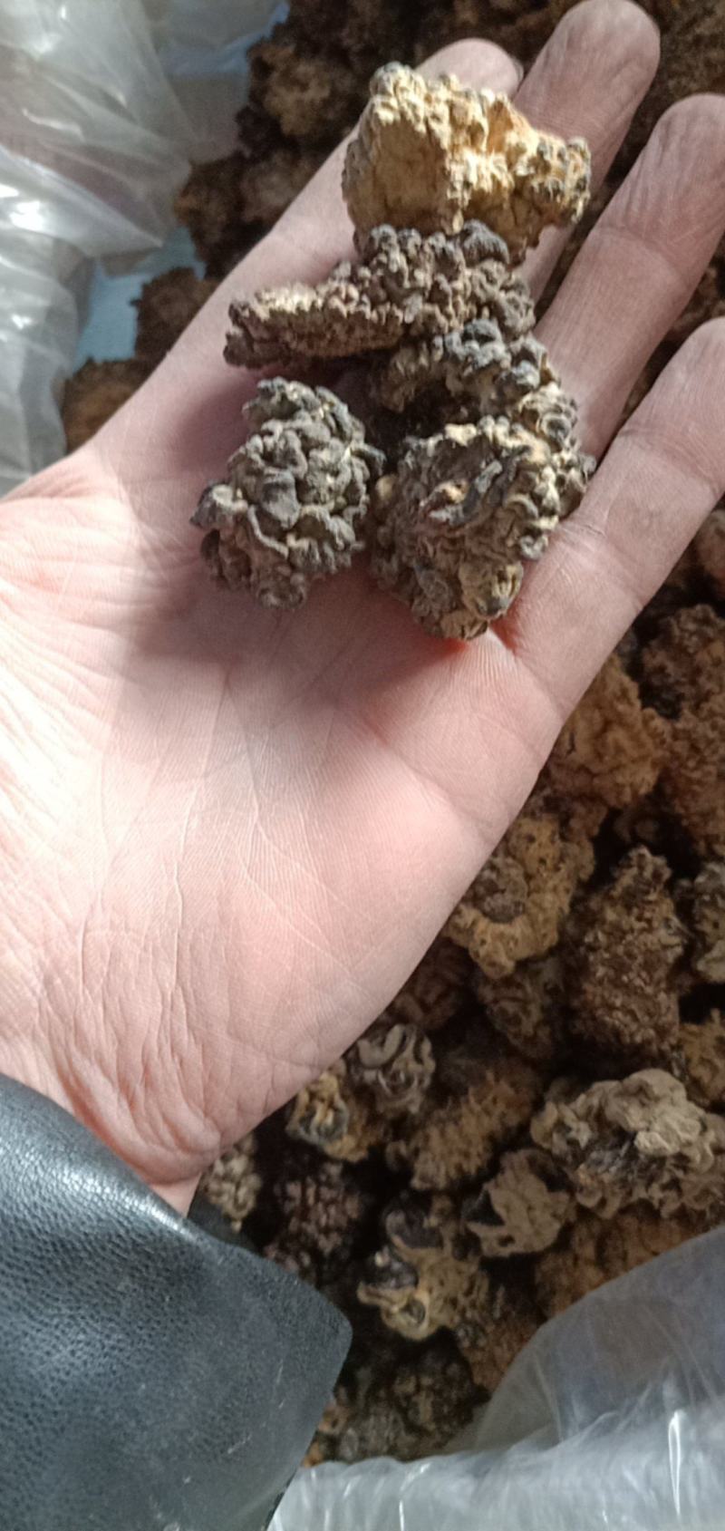 猴脑菌核桃菌产地大量供货四季供货泡发率达到十五六斤